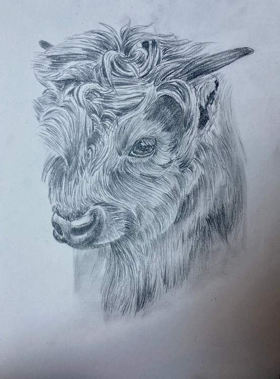 A highland Calf in Pencil