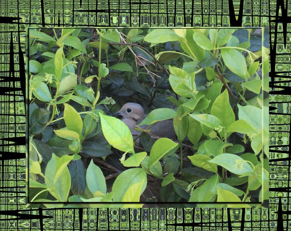 Hidden Dove