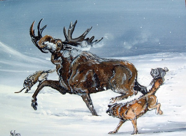 moose in trouble