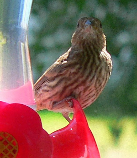 Sparrow?