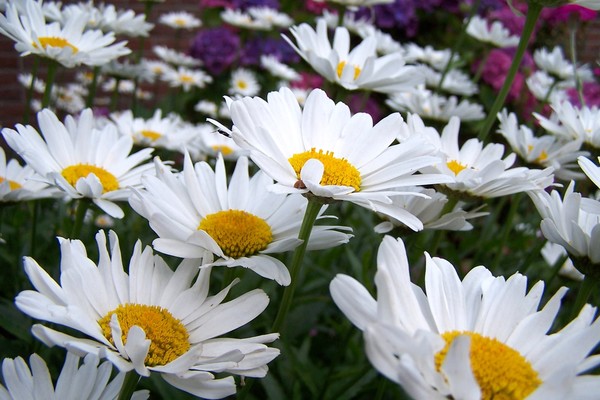 Flower power