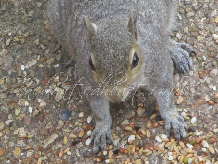 Squirrel