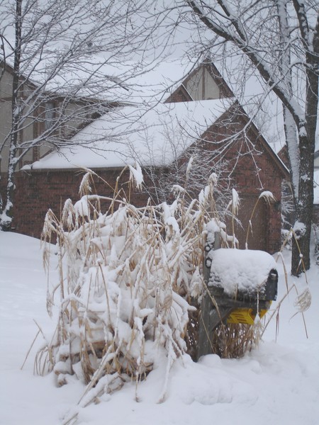 Snowy Day