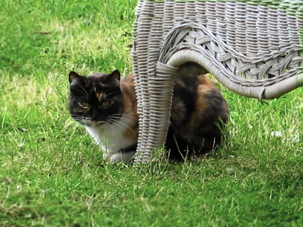 Cat By Wicker