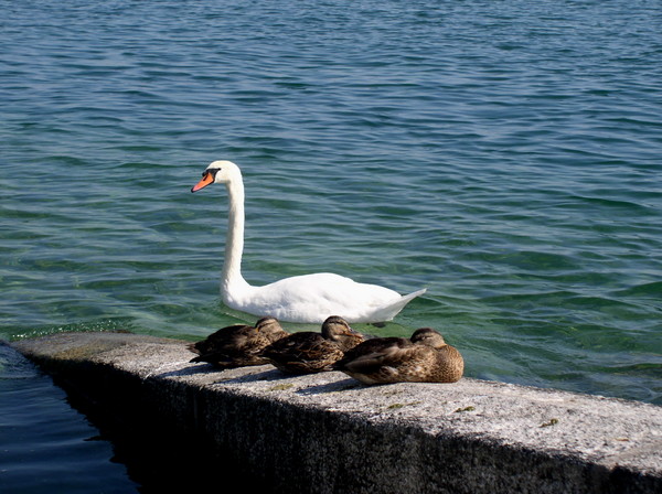 Lake Geneva