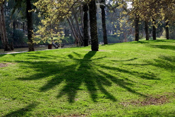 Palm Tree Shadow