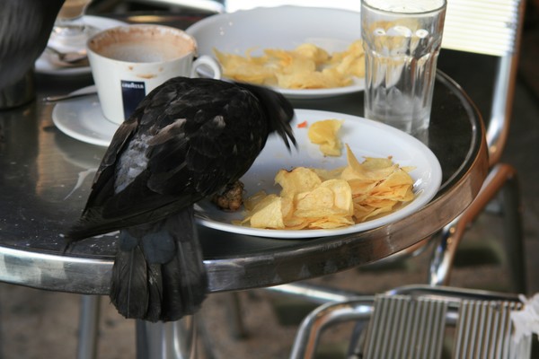 Chip! Chip! Chip! CHIPS!!!