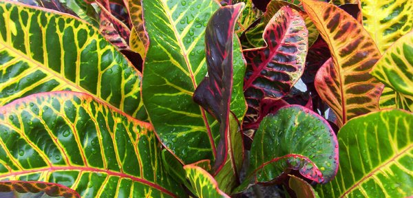 Crotons
