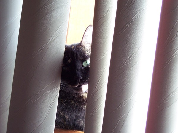 Sammy in the window
