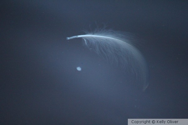 floating feather