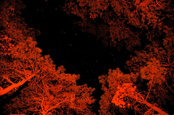 TREES & STARS
