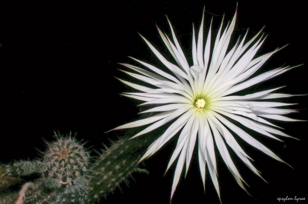 Una stella bianca (a white star)