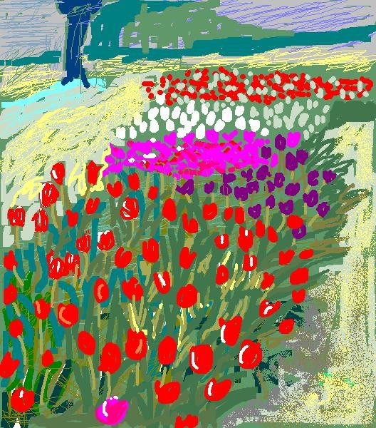 tulips field study