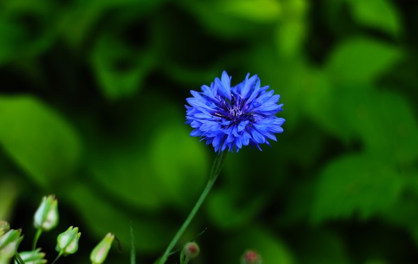 Blue in Green