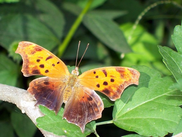 butterfly