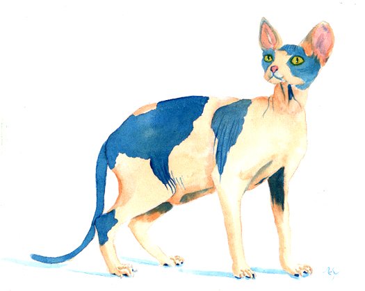 Sphynx Cat # 5