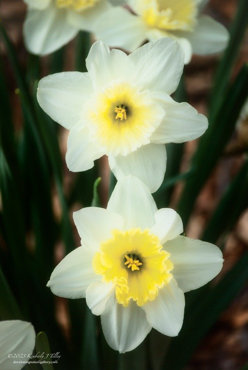 White Daffodils P4059