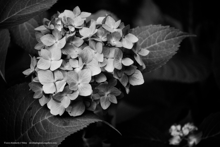 Black & White Hydrangea P8515