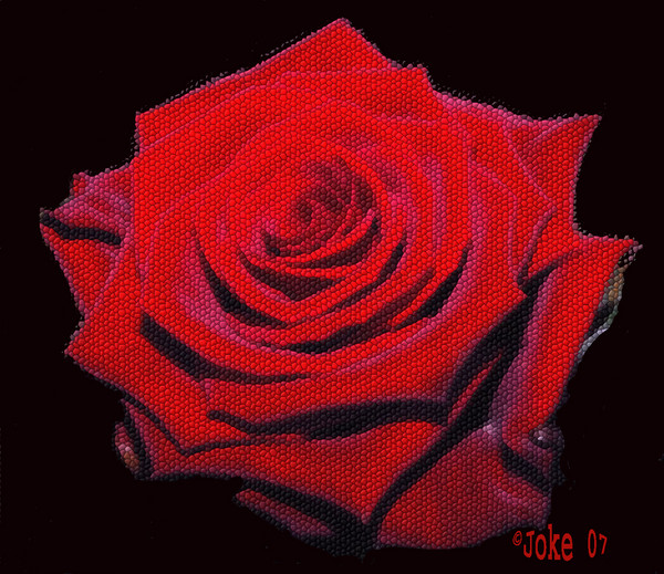 Fantasie Rose