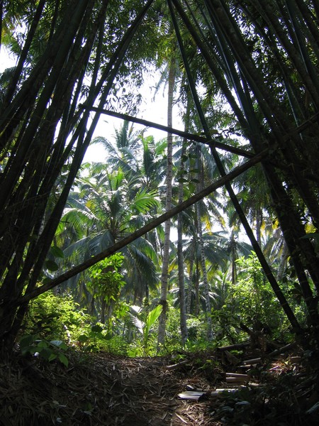 Bamboo & Palms