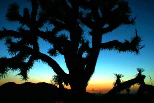 Joshua Tree Bliss