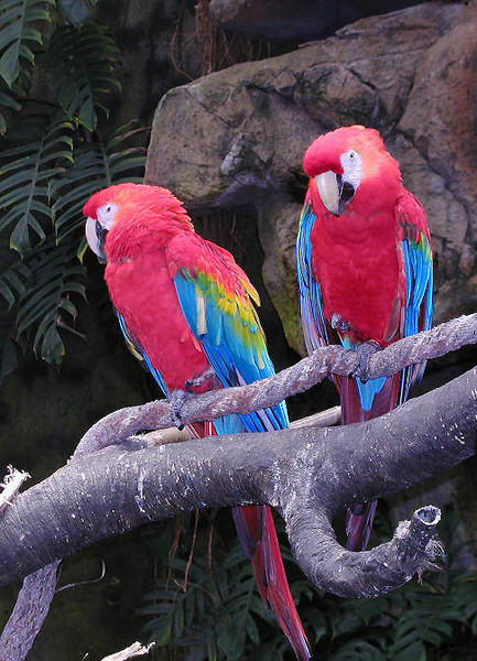 Scarlet McCaws