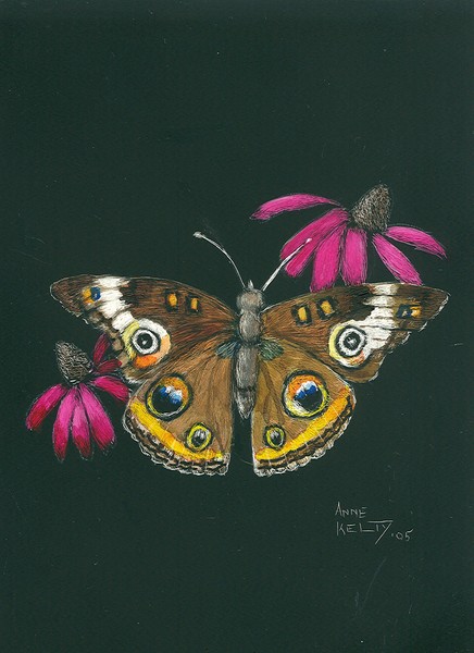 butterfly with cone flowers