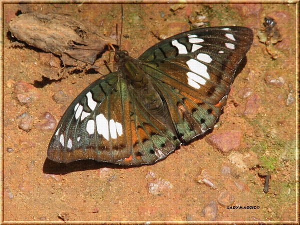 Ground Butterfly