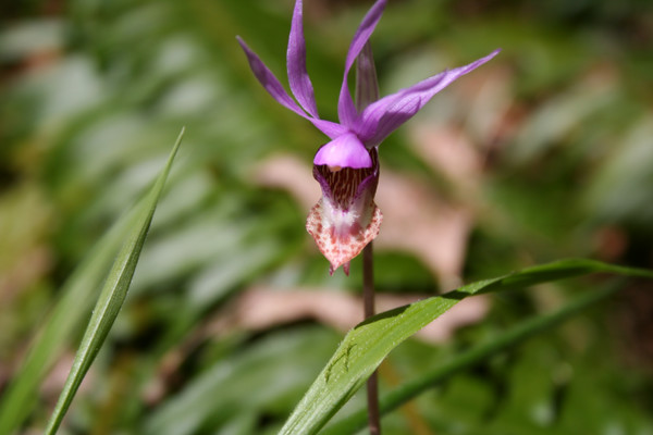 Wild Orchid