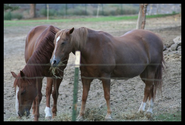 Hay Munchers