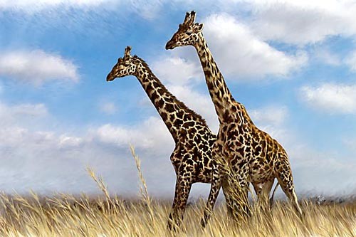 Masai Giraffe