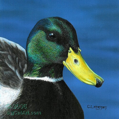 Portrait of a Mallard