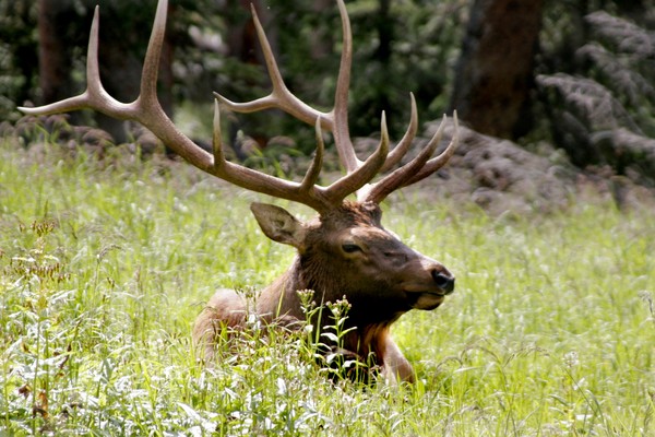 Elk in Estes Park, CO