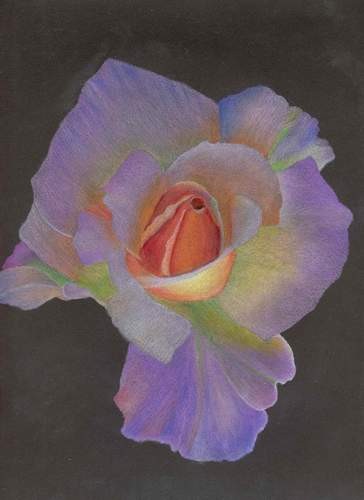 Varigated Rose