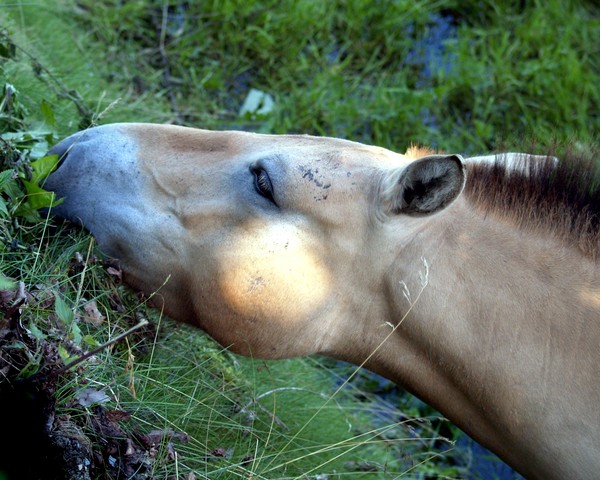 Wild Horse