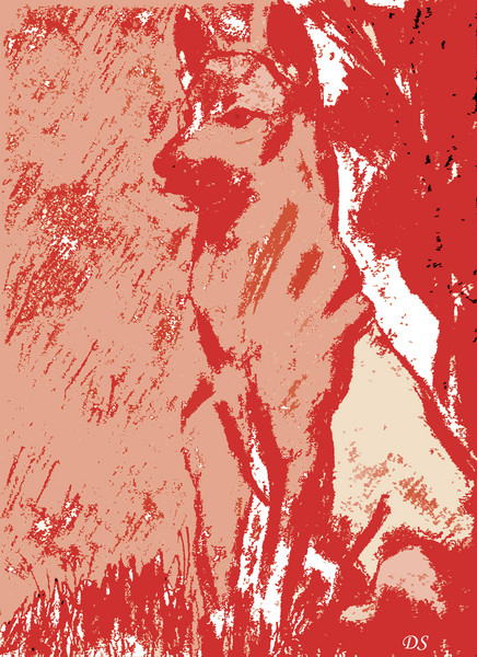 Dingo