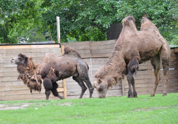Camels in Z00