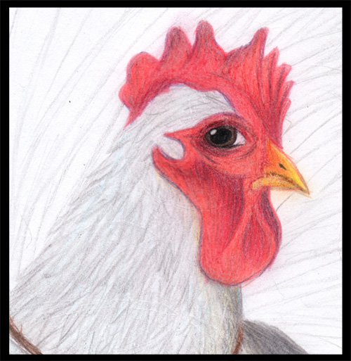 Chicken