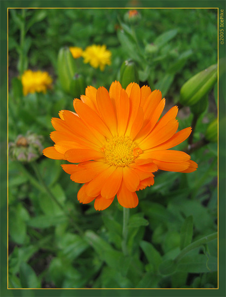 * flower *