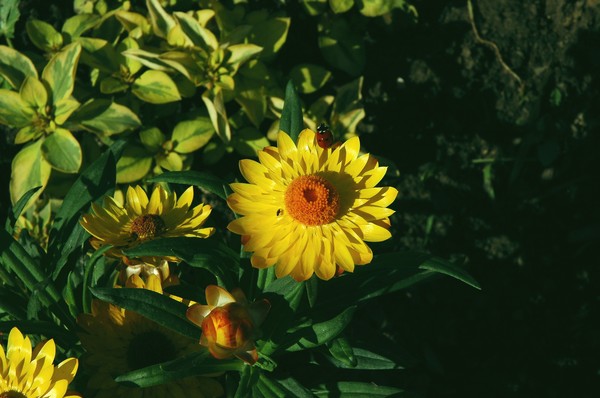 Yellow Flower