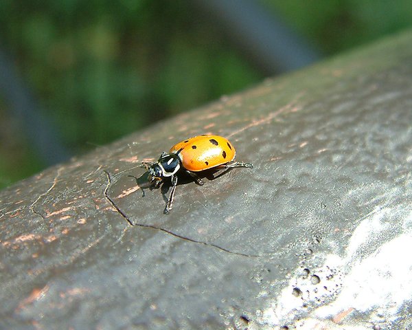 LadyBug