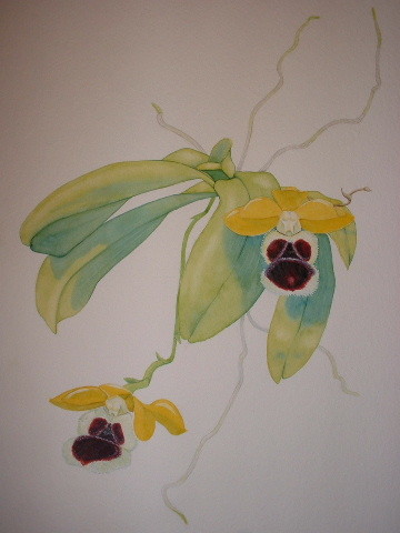 Haraella odorata