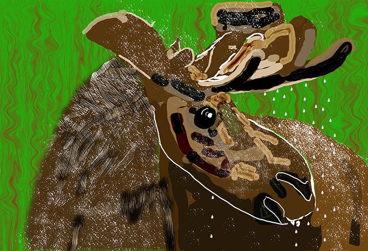 Moose in Snow  P241a