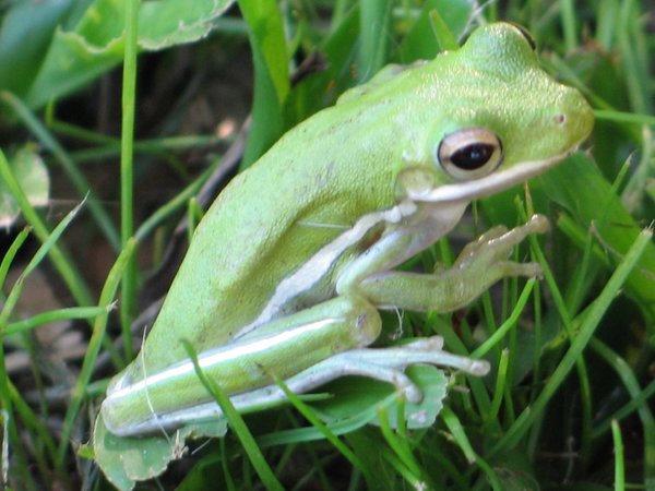 Tree-Frog