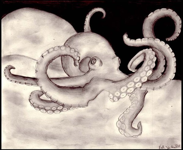 octopus
