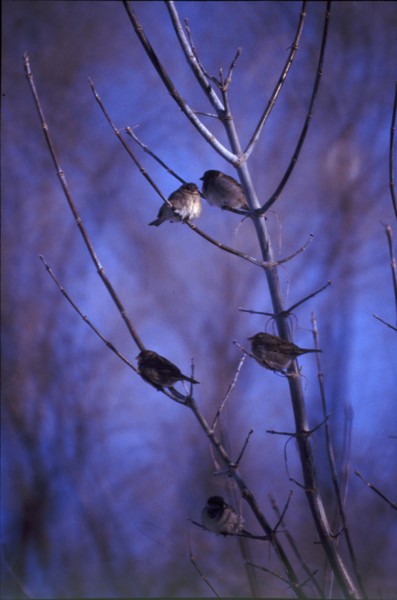 Birds of a Feather