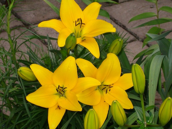 Beauty Of Summer