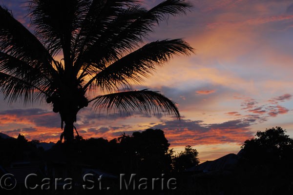 Sunset Palm on Tuk Tuk