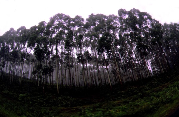 Passing  Trees two