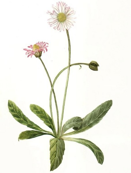 Wild Daisy